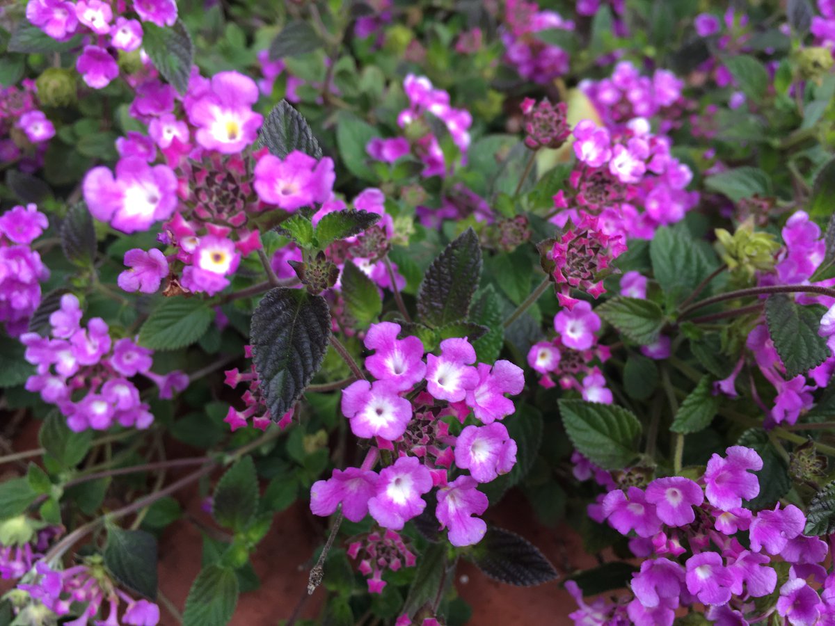 ☀️Good morning!
#dailyflowers

Lantana - in my backyard.