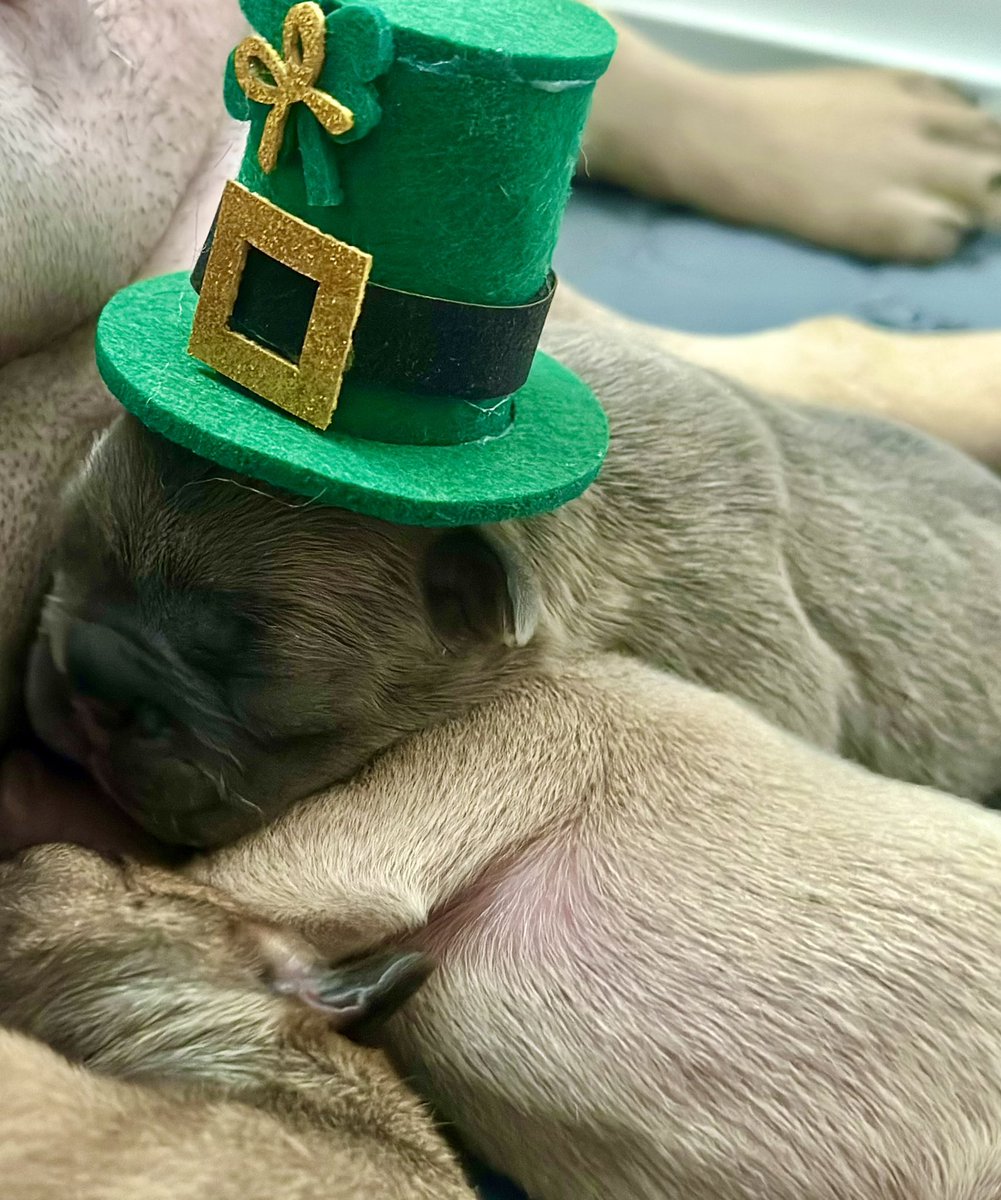 EpoxableKells's tweet photo. @SamCKx From one Kelly to another happy St.Patty’s . https://t.co/I4VI838e5r