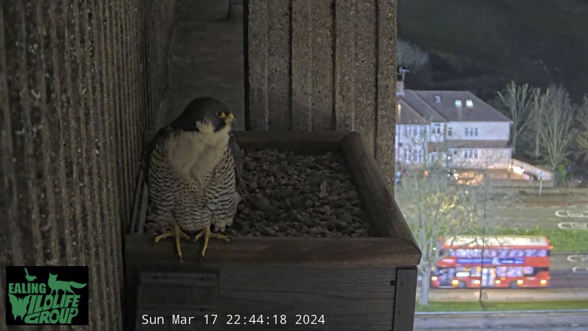 All eyes are on our @WildlifeEaling Peregrine nest box on Ealing Hospital, as Dusty spends her nights now roosting at the nest site. Egg laying is any day now, & you can watch the live action & scroll back through previous 12 hours here: youtube.com/live/QhUlfWwcA…