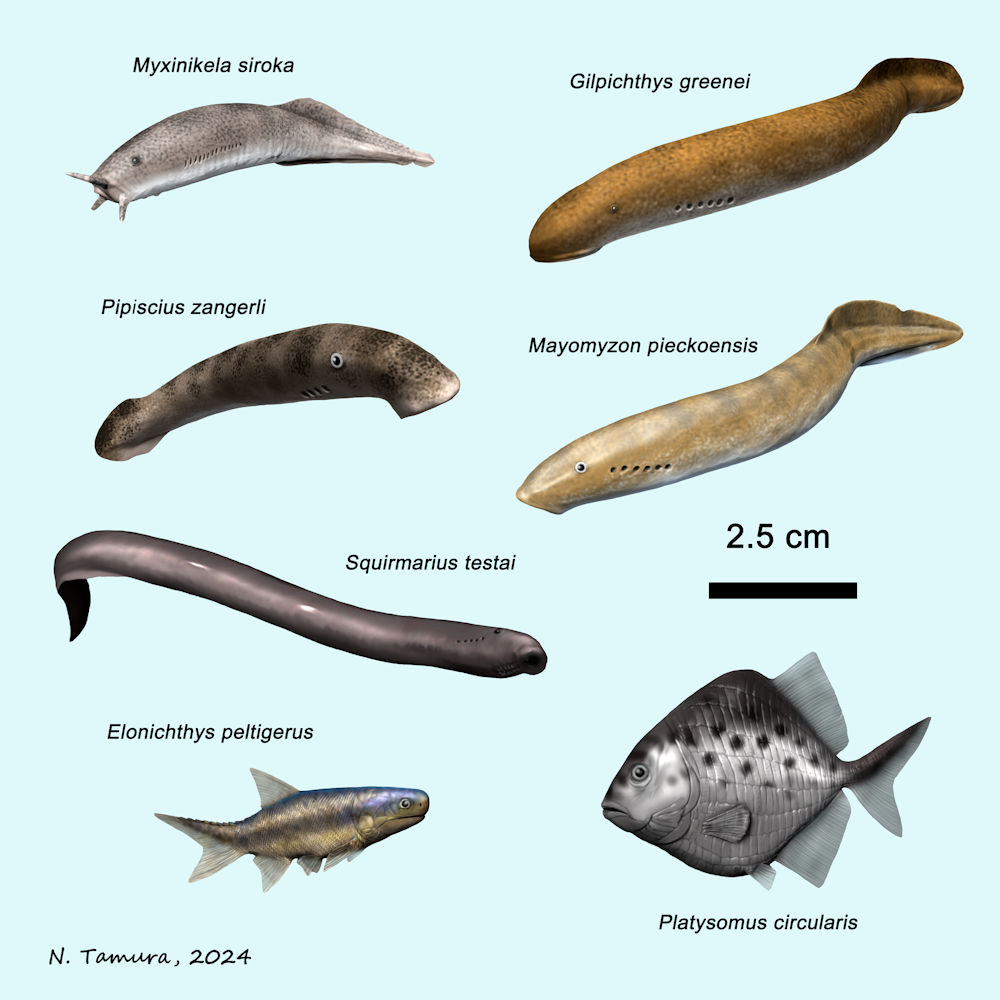 Carboniferous Vertebrates Series #8: Moscovian Stage part I: Myxinikela, Gilpichthys, Pipiscius, Mayomyzon, Squirmarius, Elonichthys and Platysomus, all from Mazon Creek, Illinois