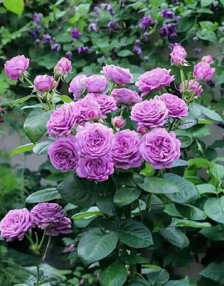 ChjyMigE tweet media