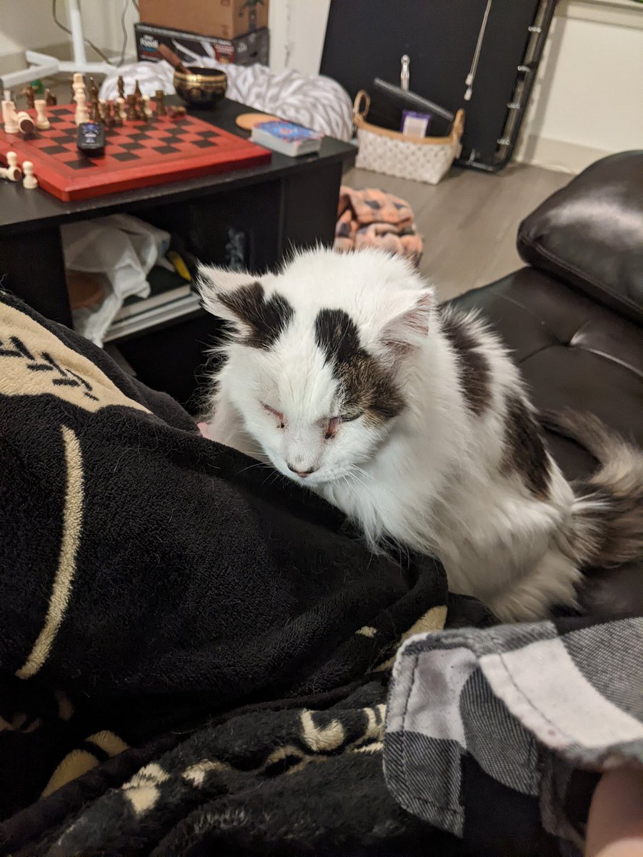 WraithQueenRain's tweet photo. He is dying for them sweet sweet sweet lap cuddles 😩 plz https://t.co/UU14kXNM8l