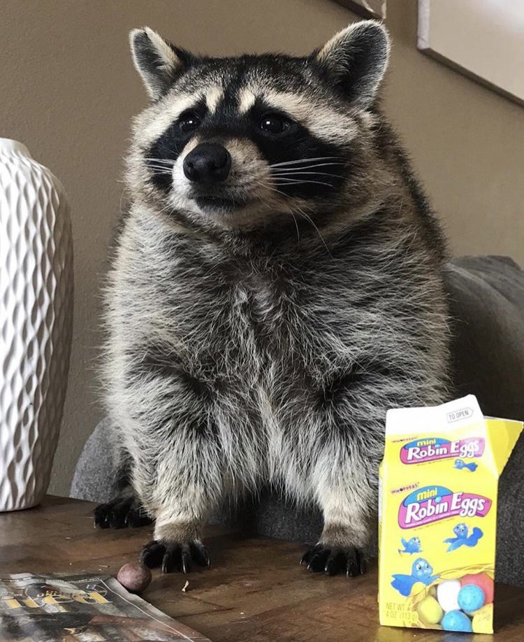 raccoonhourly's tweet photo. https://t.co/iXhCk3ZFG8