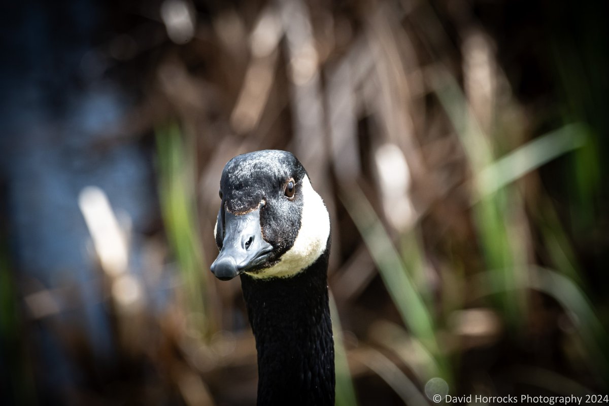 David Horrocks tweet media