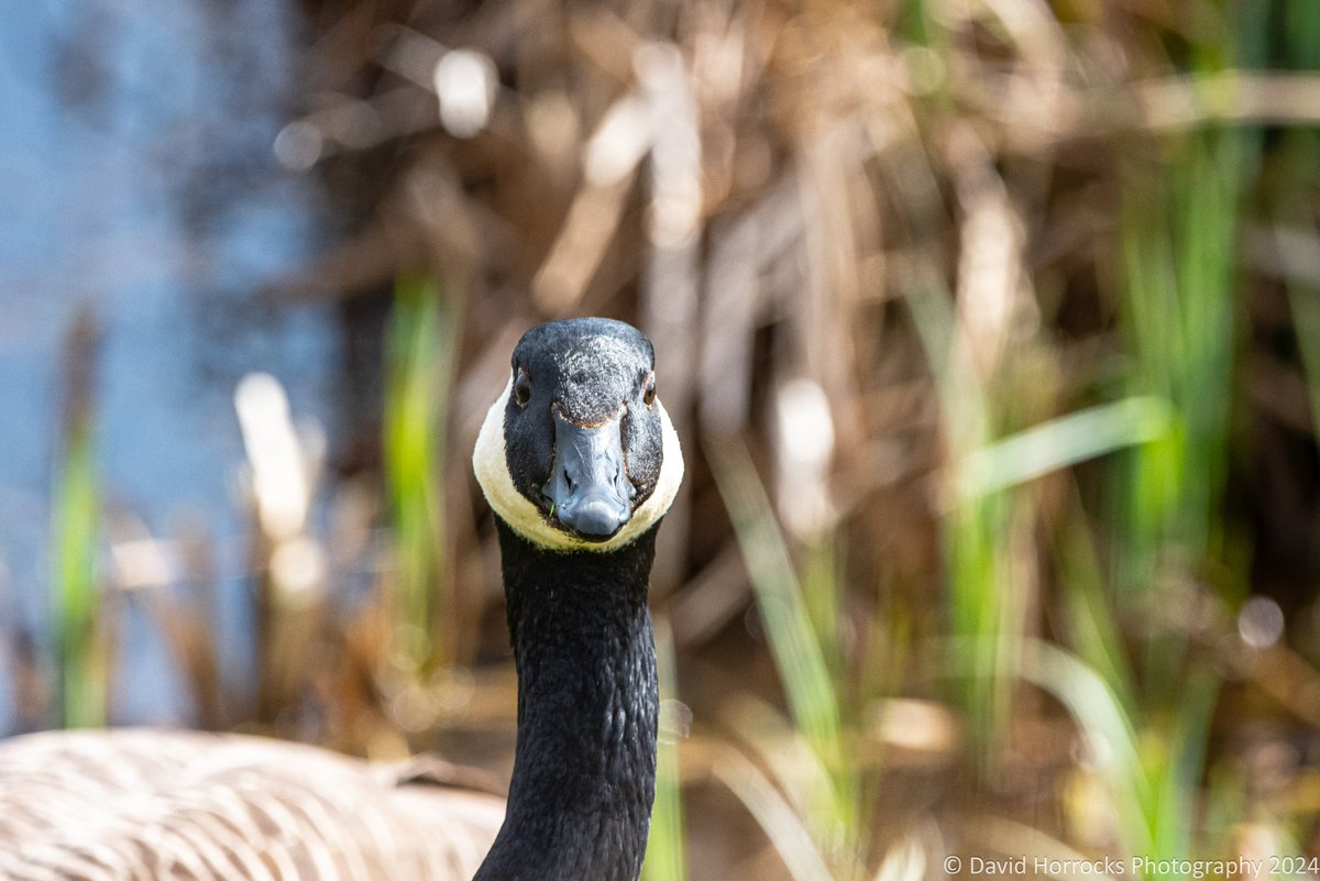 David Horrocks tweet media