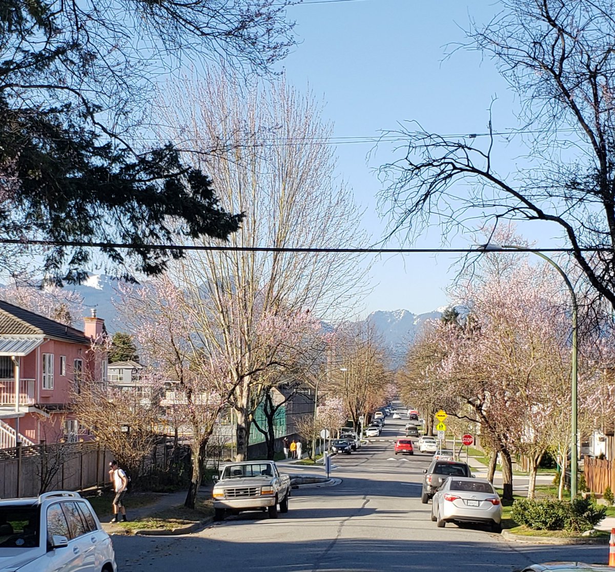 Cherry Blossoms arriving early with the warm temperatures...