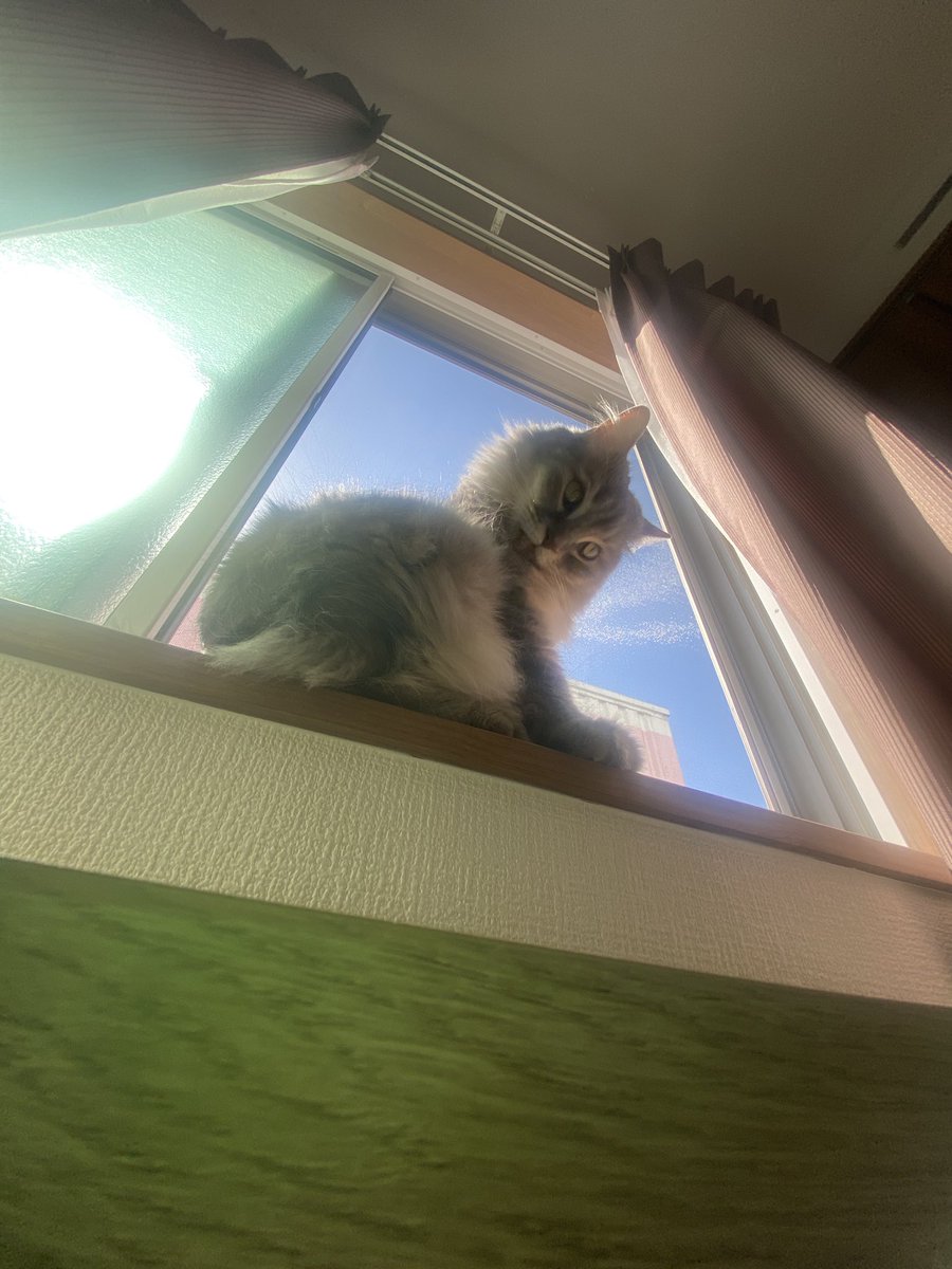 Ramchan0508's tweet photo. どーして君の写真撮る時、ちょっとブスなの？🥺
僕が撮るの下手なのか、君がカメラ嫌いでブスな顔するのか...
#cat
#おぶすちゃん
#ラムちゃん
#猫のいる生活
#猫のいる暮らし
#CatsOnTwitter https://t.co/dmBKUhLV0O