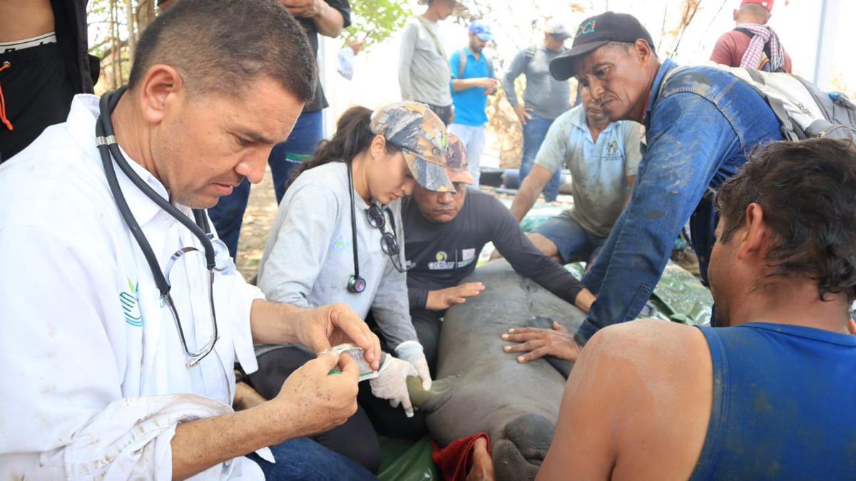 ¡Un gran logro para la fauna! 🌊🌿 La Red de Varamientos de Manatí en el Magdalena Medio, ha trasladado con éxito tres manatíes en respuesta a una emergencia en los humedales de Barranca de Lebrija, Campo Amalia.