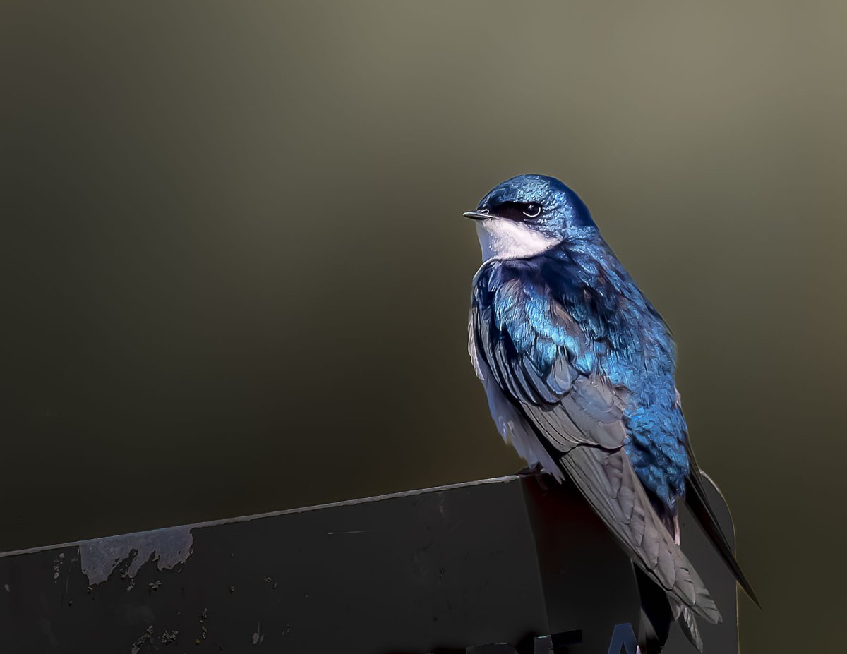 photos_walker's tweet photo. Swallow, Coyote Hills Fremont
#BirdsSeenIn2024 #birdphotography #BirdsOfTwitter https://t.co/ZdmZC6DWsq