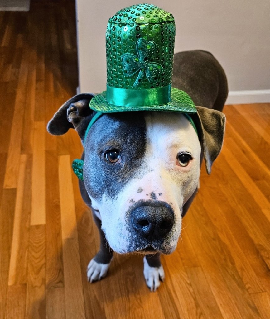 Thor the All American Bully tweet media