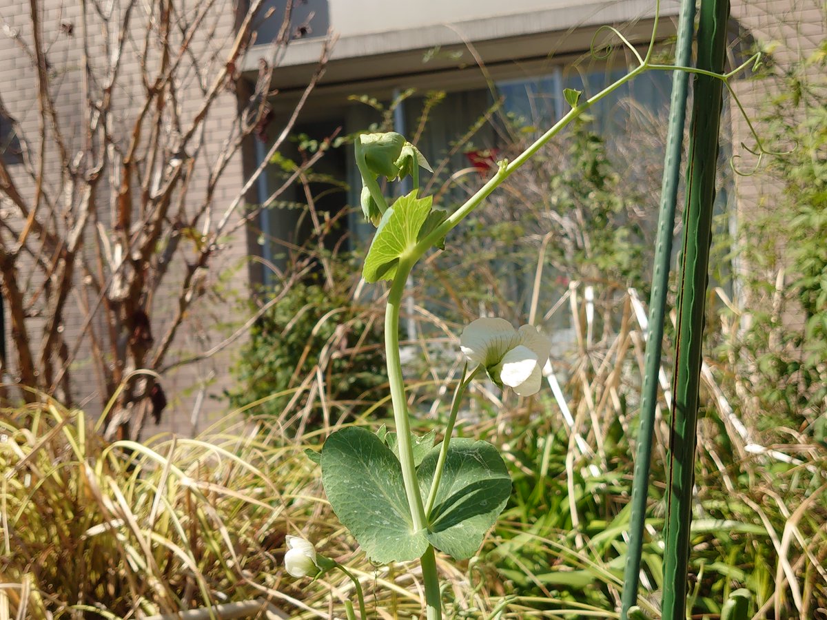 koji_principal's tweet photo. 3月18日麹町の桜も一日ごとに膨らみ始めています。
1年お伝えしてきた3階ルーフガーデンの様子です。
左：スナップエンドウが先始め、ハーブガーデンにはオステオステルマムの花、ジャーマンカモミールが小さな芽をたくさん出しています。右のかわいい苗は種から育てたネモフィラです。 https://t.co/ccaVu0KeFW