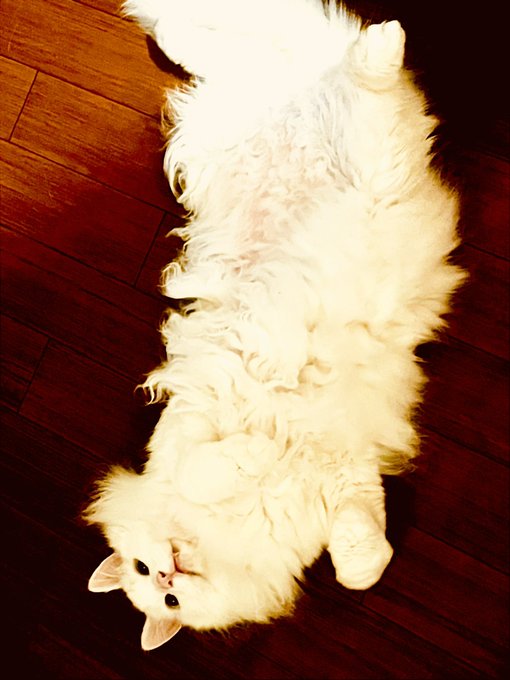 「寝そべり 白い猫」のTwitter画像/イラスト(新着)
