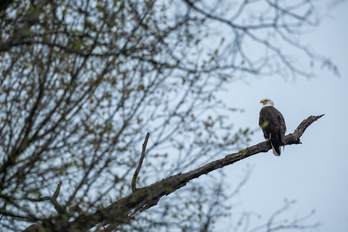 Eagle images from this weekend. Overcast skies made for some muted colors.