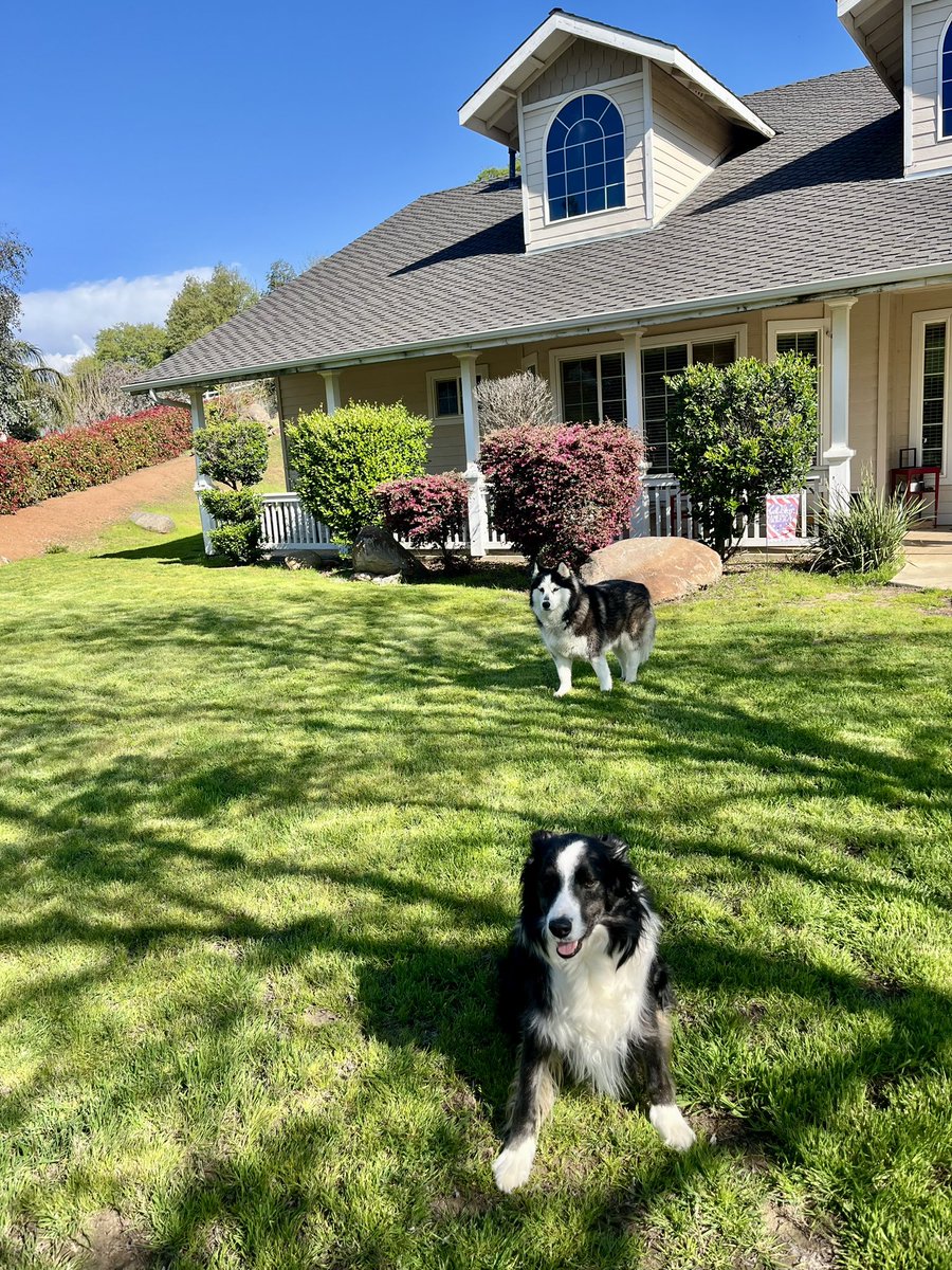 MotorFoot163's tweet image. A beautiful day in #Springville #California….and #Murphy and #Raksha agree!!! #BorderCollie #SiberianHusky