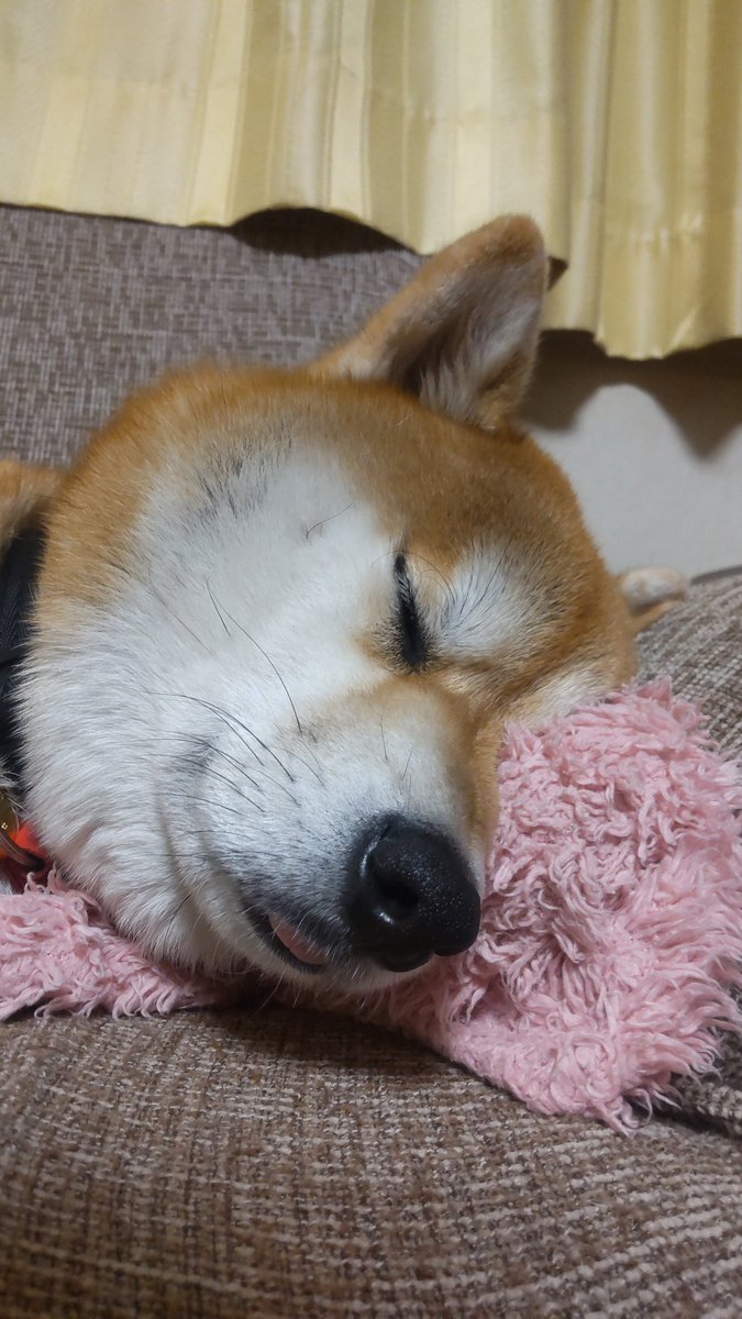 wan_goemon's tweet photo. 母上の寝間着はあったかいでござるなぁ　ムニャムニャ https://t.co/NuZfFxRvQh