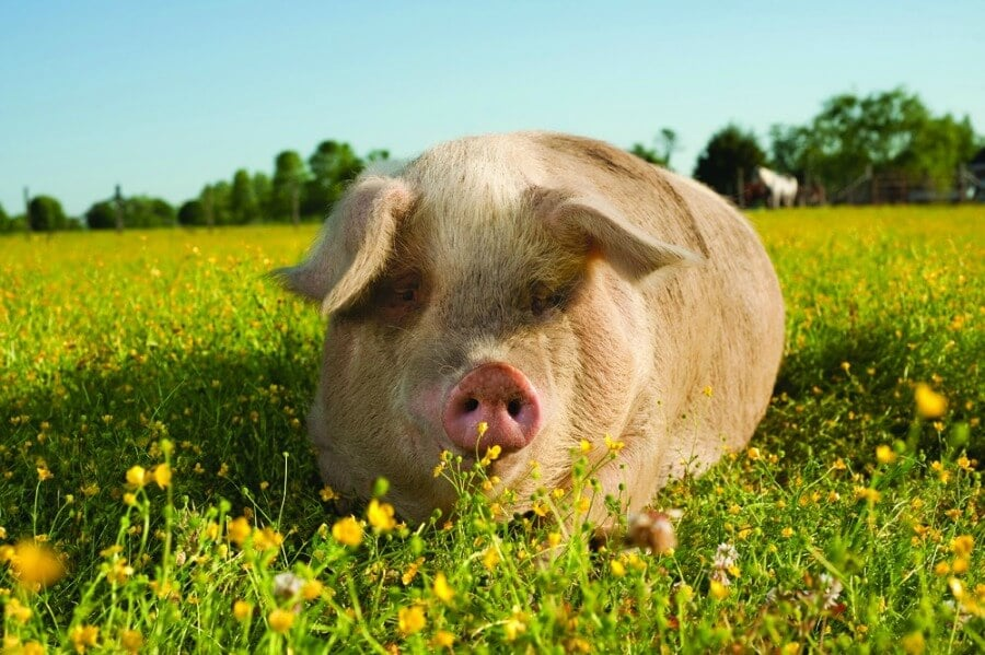 annie721546's tweet photo. In my AP I mentioned, the transition to factory farming has enabled better disease control &amp; enhanced growth rates. Consumer demand plays a pivotal role in fueling the high consumption of pork globally, with individuals consuming significant amounts of pork annually. #39canimals https://t.co/Ue0492hg0o