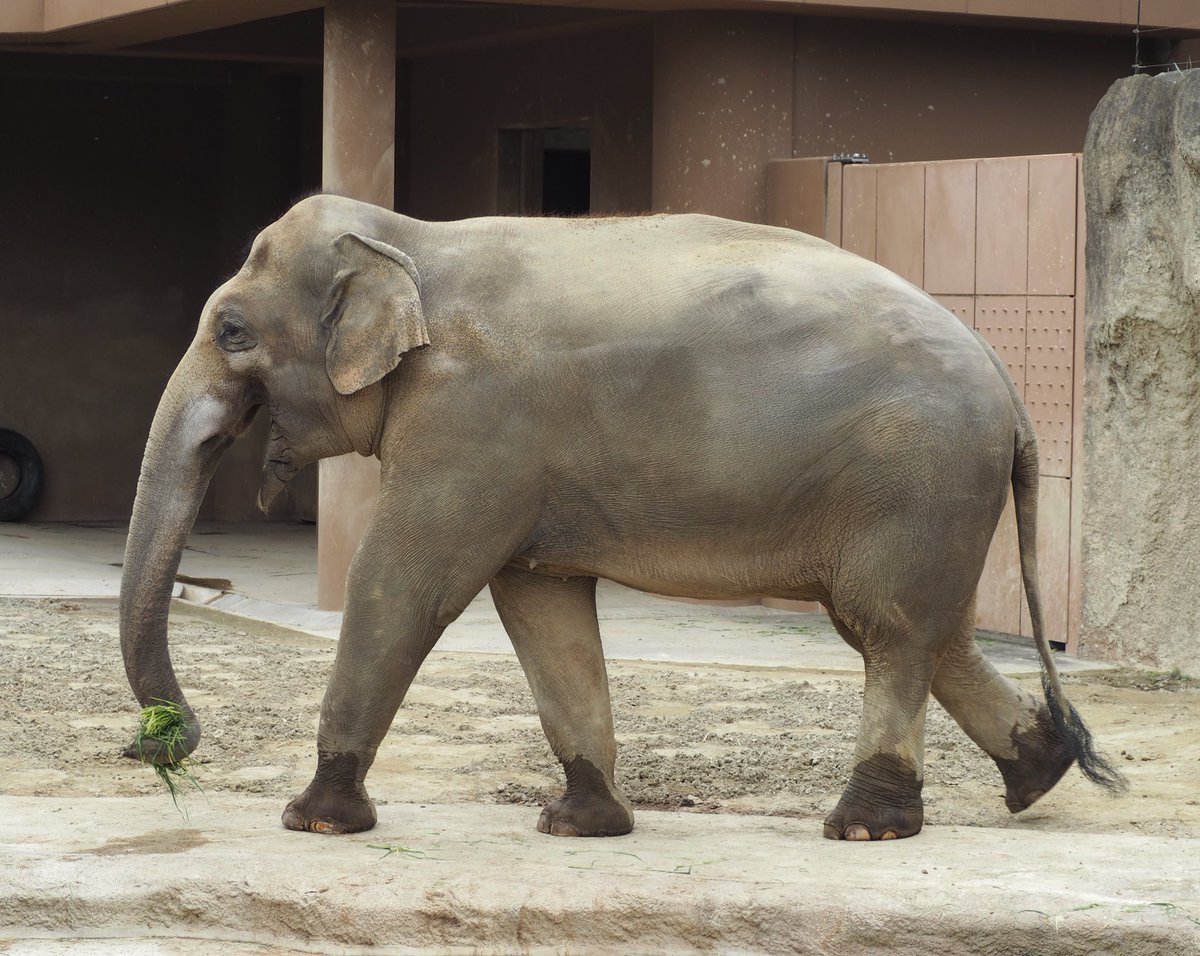 靴下を履いたコサラくん

#コサラ
#アジアゾウ
#東山動植物園