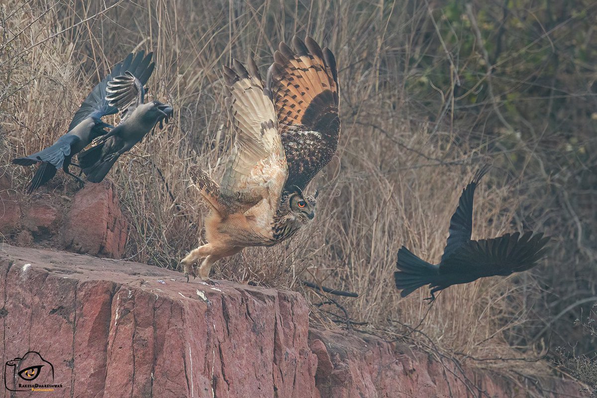 This #EurasianEagleOwl settled on this perch after being chased by photographers, only to be mobbed by crows!! #IndiAves #Owlsome @natgeoindia #canonphotography #BirdsSeenIn2024 #BBCWildlifePOTD #birds #birding #birdwatching #TwitterNatureCommunity @ParveenKaswan @Team_eBird