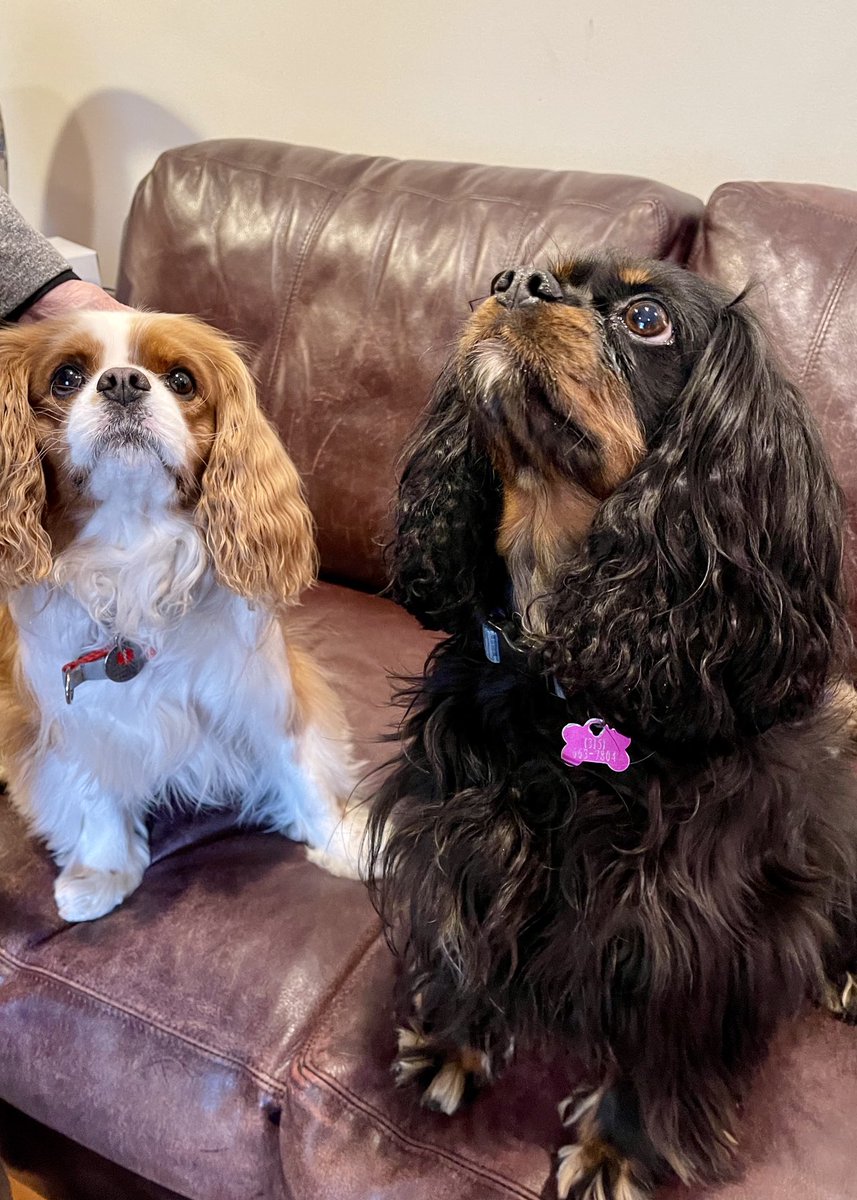 PippinWorld's tweet photo. Ok Momma - stop teasing me and Daisy. Just give us da treats. #funplaydate https://t.co/k60EhAGNkb