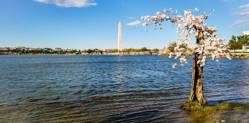 vicequeenmaria's tweet photo. Paid my respects to Stumpy this afternoon, whose scrawny twigs and silky blooms quietly upstaged a monolith year after year after year. #savestumpy #cherryblossoms #sakura #WashingtonDC https://t.co/N9SpvRPPGa