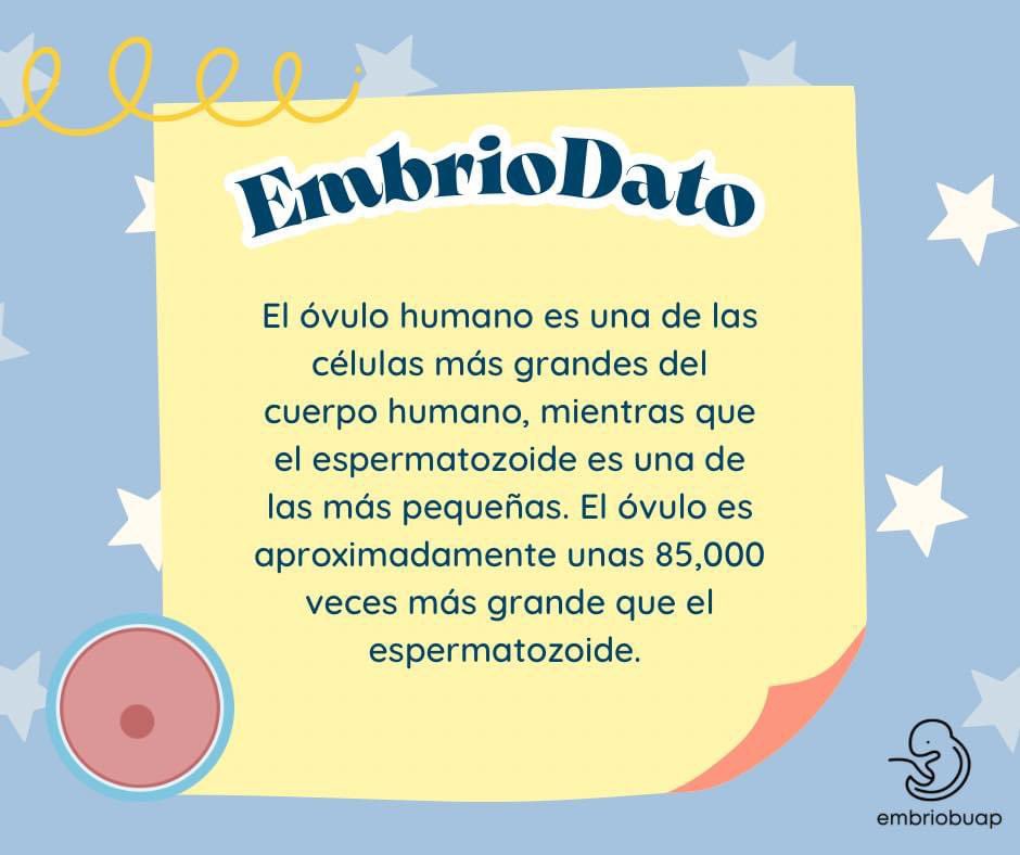 EmbrioBUAP's tweet photo. A pesar de su tamaño dispar, ambos tienen roles cruciales en la creación de una nueva vida humana .✨🩵🤓

#embriodato #embriobuap #interaccióndegametos #laboratoriodeembriología https://t.co/IZGZsp4jbk