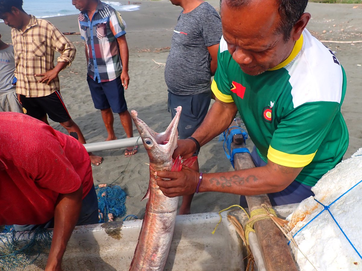 #fishtwitter - is this a Muraenesox sp.? Or something else? Caught in the south coast of #TimorLeste #fish #teamfish