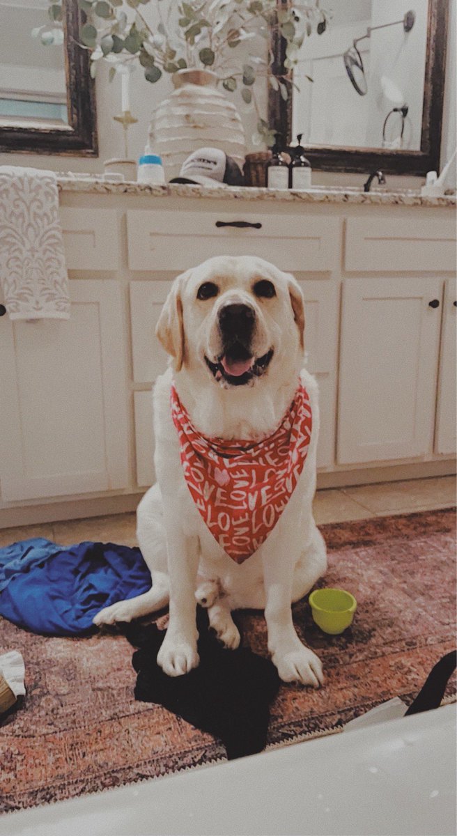 cassidyblakee3's tweet photo. nobody: 
my dog smiling for no reason: https://t.co/fZZUJkTsy5