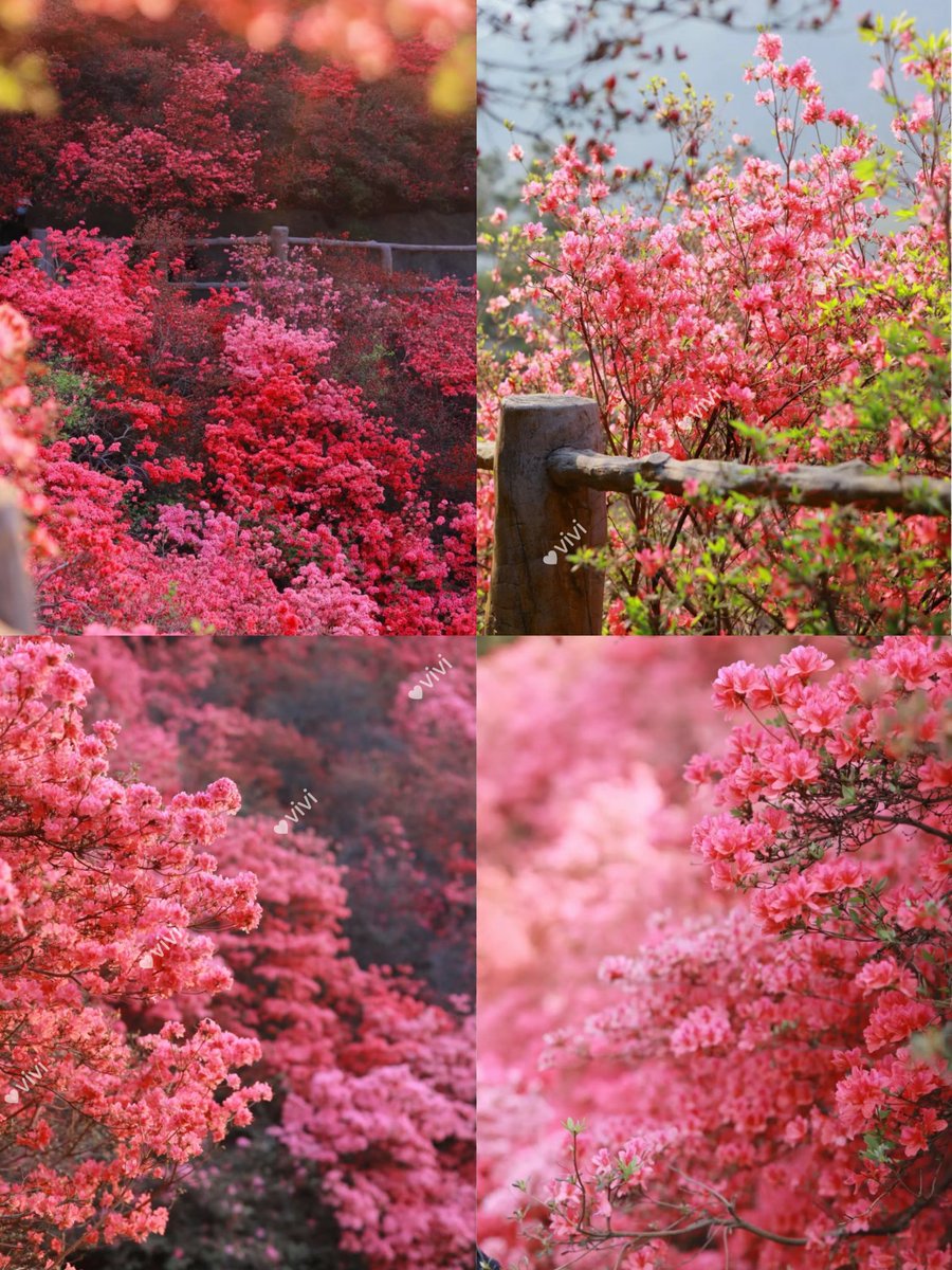 viviliao711's tweet photo. 这满山的杜鹃花自在传递着春的讯息，只为一次无憾的春天～#春天#绿色江西 https://t.co/D2fuOxfdSi