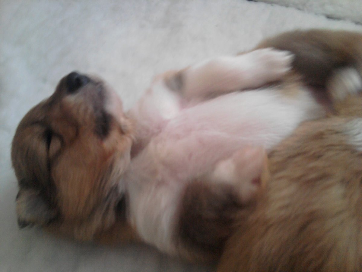 Iain Rae(the painter) tweet media