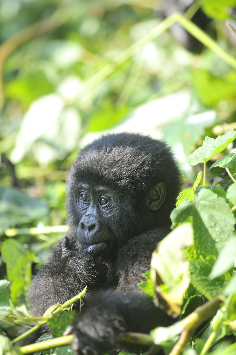There are just over 1,000 mountain gorillas left in the wild. At the Gorilla Organization, we are dedicated to safeguarding the future of endangered wild gorillas, but we cannot do it alone. Adopt a gorilla today and help fund our vital work gorillas.org/get-involved/a…