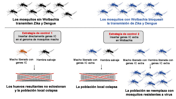 Brasil liberará millones de mosquitos infectados con la bacteria Wolbachia para luchar frente al dengue a medida que aumenta el número de muertes por el brote. Brasil suma más de 1,6 millones de casos y 513 fallecidos en lo que va de año.
theguardian.com/global-develop…