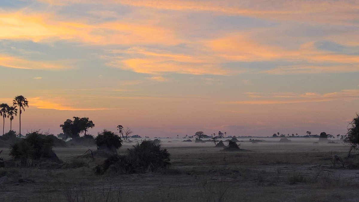 A misty and cold but scenic autumn morning in Botswana's #OkavangoDelta 🇧🇼