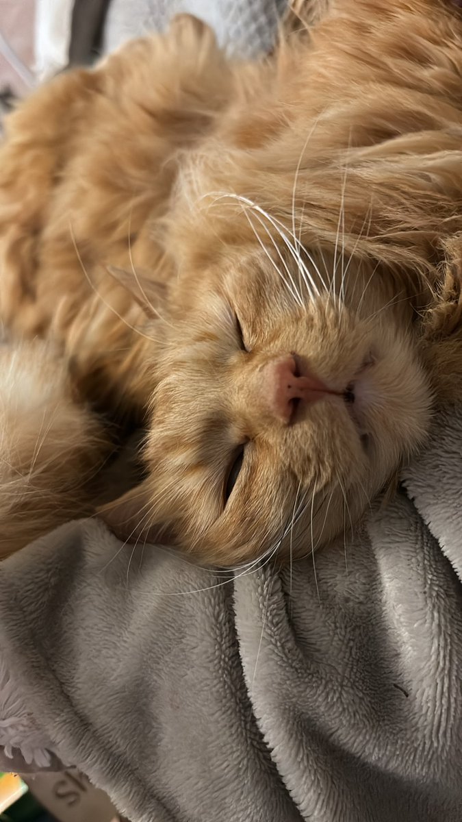 shoeyuk's tweet photo. @KristabelDH If your ever in the area Simba would appreciate one too https://t.co/2qvNDLX83W