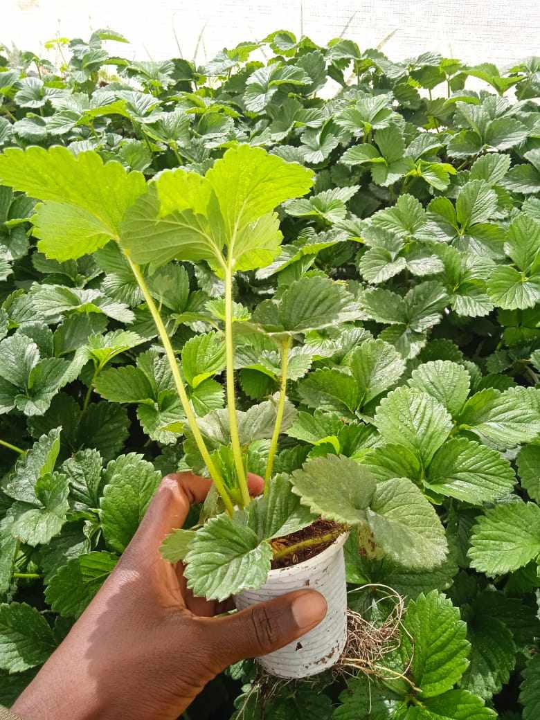 @Kenyans ✓ cabbage seedlings @ ksh 2 ✓ Courgettes seedlings @ ksh 15 ✓Capscium seedlings @ ksh 5 ✓sukumawiki seedlings @ ksh 2.5 ✓ Red cabbage seedlings @ ksh 3 ✓ Pakchoi seedlings @ ksh 3 ✓ lettuce seedlings @ 3 ✓ Strawberry @ ksh 40 📞0724471075 @kalebndolo