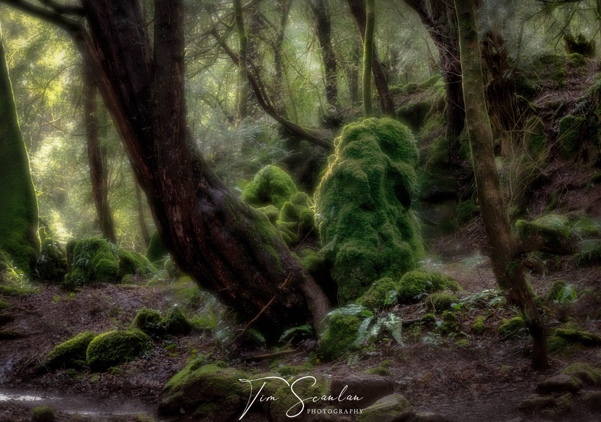 TScanlanPhoto's tweet image. The wonderful Puzzlewood, Forest of Dean.  #visitdeanwye #puzzlewoodfod #puzzlewood