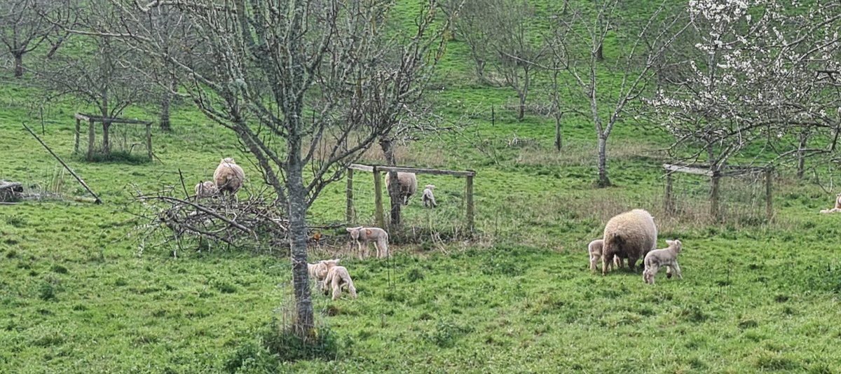 What a lovely afternoon yesterday with @organicARTS_ide at @westtownfarm enjoying stories around the fire, craft and a super muddy walk foraging with granddaughter. Do go if you can! #spring #devon