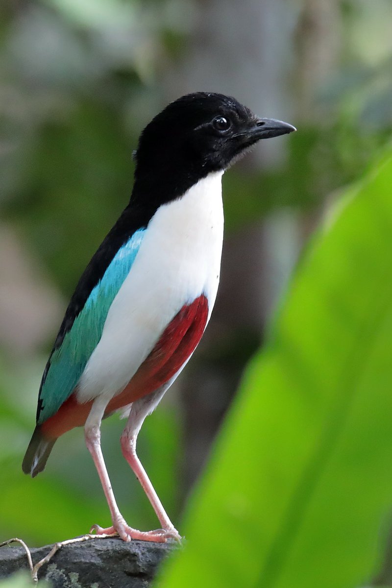 SchmittJeanTho1's tweet photo. Brève d'Halmahera / Ivory-breasted Pitta / Pitta maxima 
( Moluques ) https://t.co/60V2YFJCJO