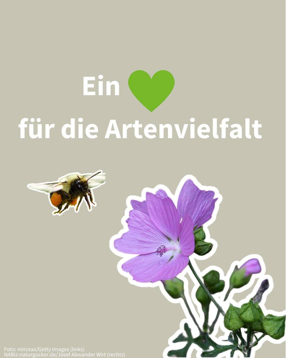 🤔Also besser keine Geranien...

🧵1/3
Wie der Balkon nicht nur  schön wird, sondern auch den #Insekten gefällt. Balkonpflanzen, die nichts für die #Artenvielfalt tun, können wir uns in Zeiten der #Naturkrise nicht mehr leisten. 🐞🦋🐝
