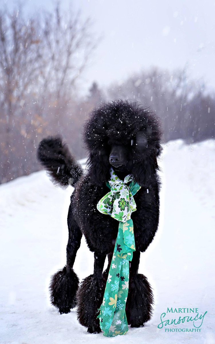 Happy St Patrick’s Day 🍀
#StPaddysDay #standardpoodle #yxe