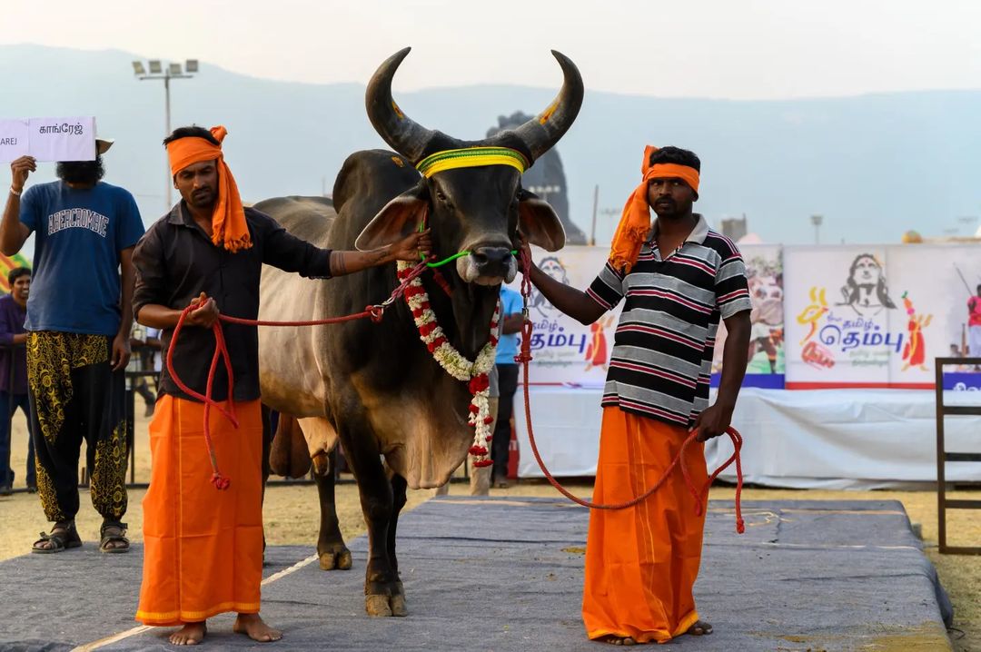 SadhguruTamil's tweet photo. 'தமிழ் தெம்பு' தொடர்ந்து மக்களை ஈஷா யோக மையத்திற்கு ஈர்த்து வருகிறது. கேளிக்கை விளையாட்டுகள், ���ைவினைப்பொருட்கள், நாட்டு மாடுகள் கண்காட்சி, சித்த மருந்துக் கடைகள் மற்றும் பாரம்பரிய சிறுதானிய உணவுகளை அனுபவித்து மகிழும் பார்வையாளர்களால் குதூகலமும், திருவிழா உற்சாகமும் காற்றில் நிறைந்திருந்தது.

@ishafoundation

#TamilThembu #TamilNadu #Culture #Adiyogi #IshaYogaCenter