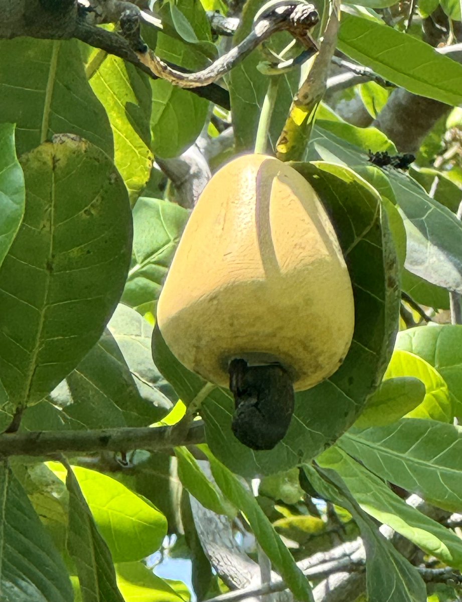 Enjoyed our @VikingCruises Sky included excursion in Phuket today-south point-including Buddha with 1000 elephants, a huge temple, and a cashew plant. #myvikingstory #worldcruise