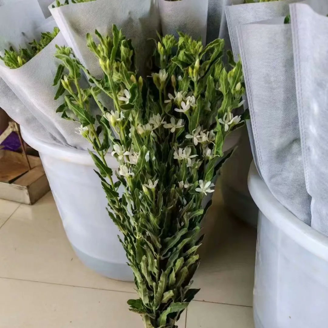 Blue Star, White color 
#flower #flowersupply #yunnanflower