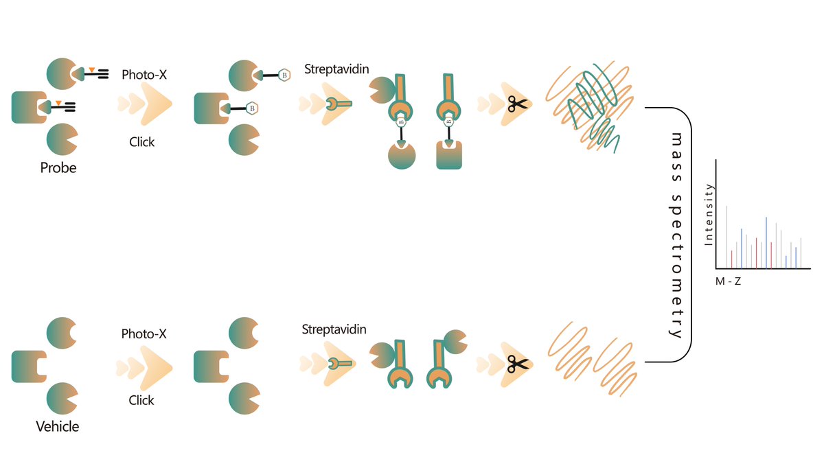 ChomiX's chemoproteomics platform for profiling of protein targets for noncovalent small molecule drugs. The platform's range includes bioactive small molecule drugs such as endogenous metabolites, natural products, and synthetic molecules.
#DrugDevelopment #Chemoproteomics💊🔬🧬