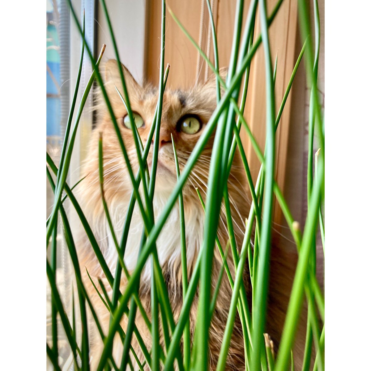 woojaeoh_artist's tweet photo. 오늘의 고양이는 너로 정했다~!! ㅎㅎ
#cat of the #day #photographer #iphonese2 #lovely #cat #plant #green #windowside #sunshine https://t.co/yMnCHiLtAI