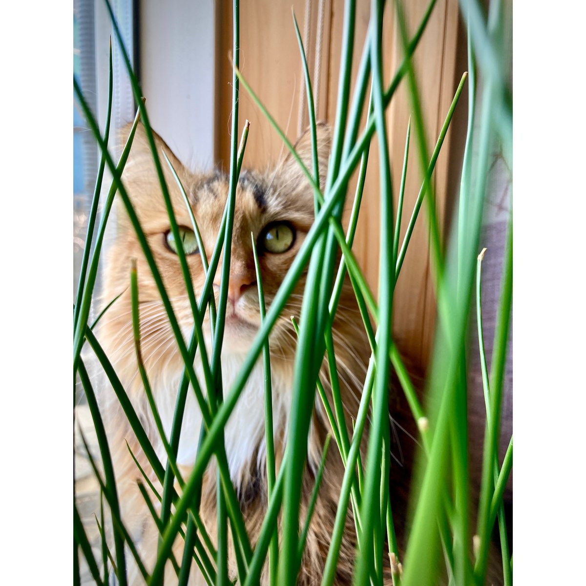 woojaeoh_artist's tweet photo. 오늘의 고양이는 너로 정했다~!! ㅎㅎ
#cat of the #day #photographer #iphonese2 #lovely #cat #plant #green #windowside #sunshine https://t.co/yMnCHiLtAI