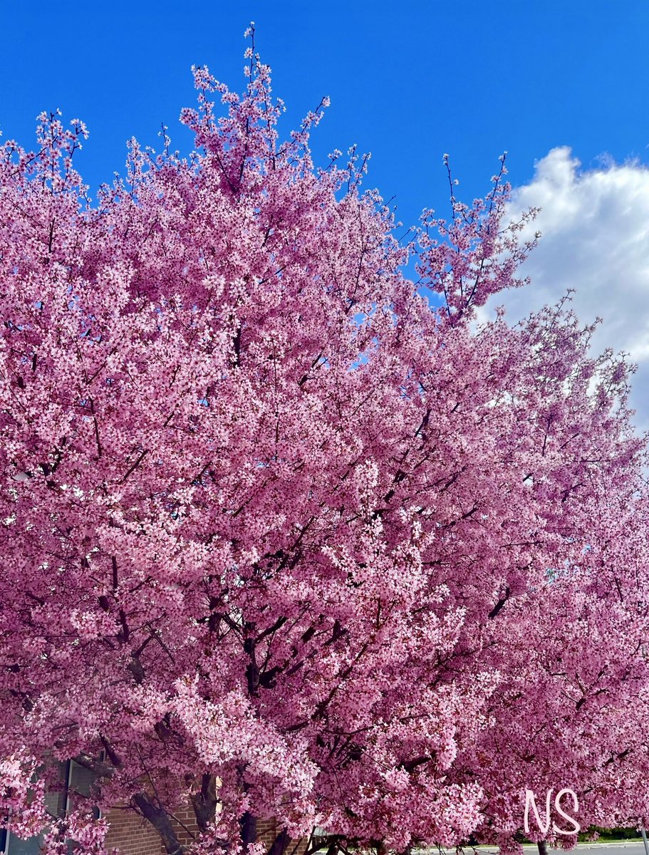 nsaidian's tweet image. 🌸🌸PARADISE 🌸🌸

#HappyNewWeek 
#PeaceAndLove