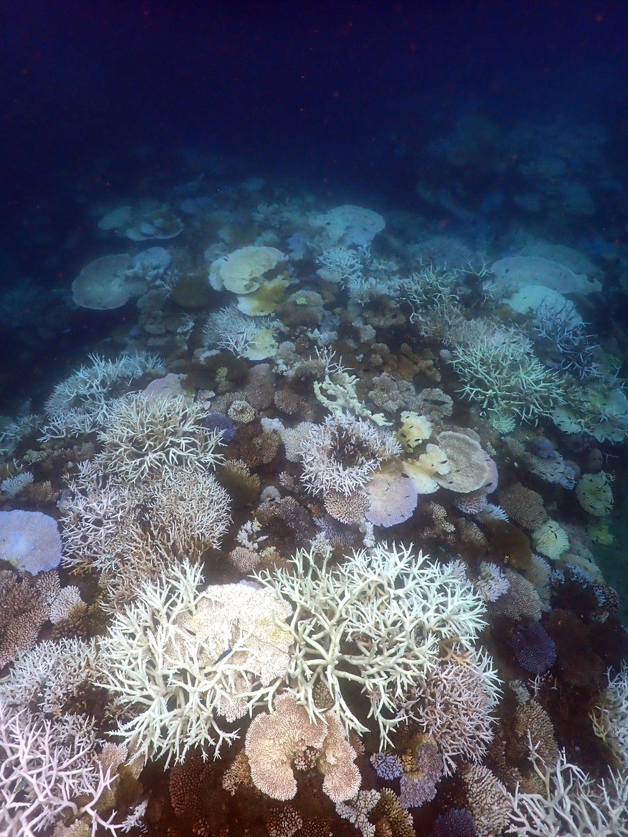 Mass mortality currently unfolding in the northern Great Barrier Reef. This isn’t an isolated site: an entire 8km long fore-reef flank that three months ago was >80% coral cover. After 6 DHW >90% of these colonies are either bleached or dead.
