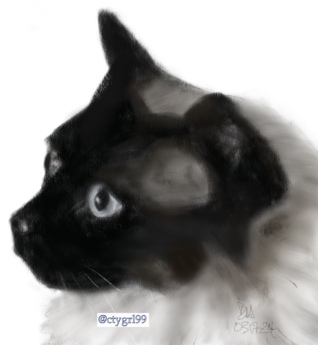 Digital sketch of repeat cat-sit client’s cat (owner who is also a painter). Showing them my rendition of their kitty. #procreate #petportraits #illustration #digitalart #cats This is one fluffy kitty altho you can’t tell by its head.
