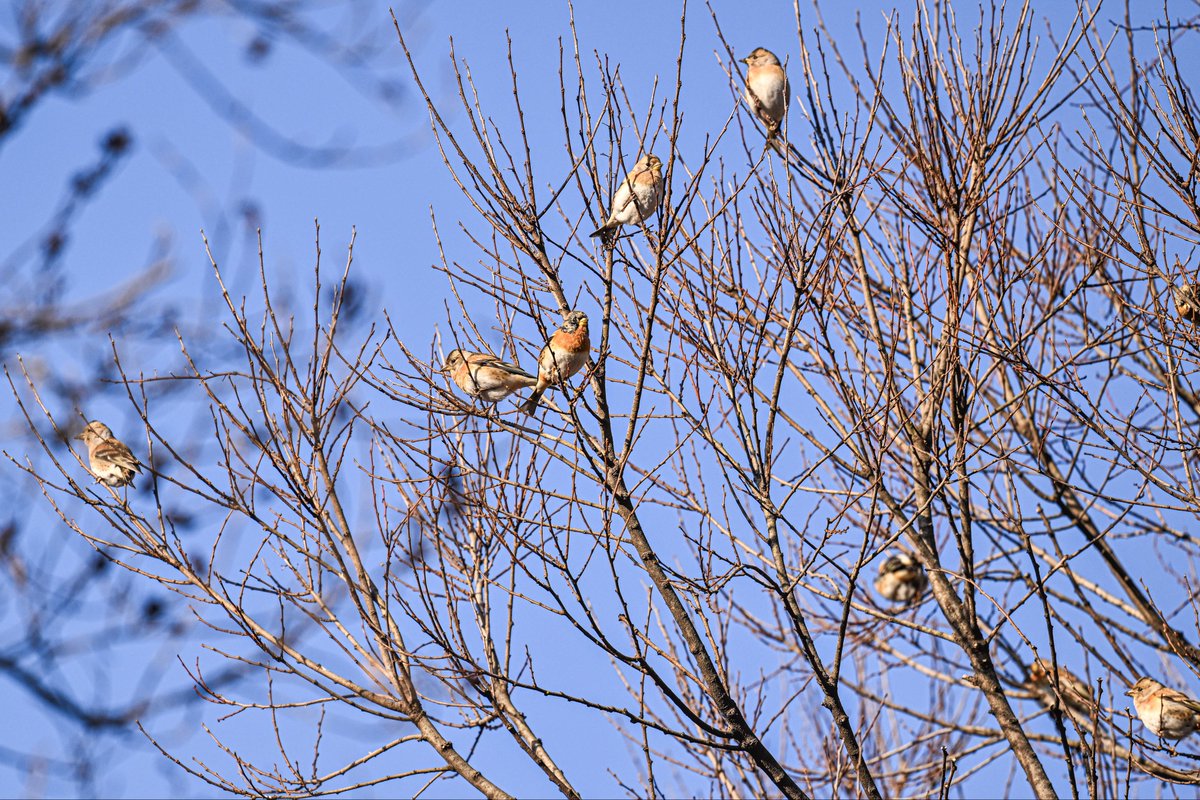 GroovyStylesSA's tweet image. 出会いの野鳥』  アトリ  （久しぶり、「今回の遠征」で最大の成果かなぁ!?）  （「アトリをみた」との噂は聞いていたけど・・ 　2年ぶりに会えた・・・とても嬉しかった👍🏻）