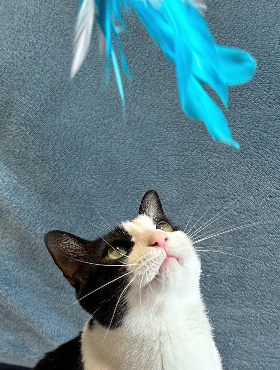 迎撃体制📡
ひげアンテナがピンピン📶

#猫写真 #保護猫 #猫のいる幸せ #猫好きさんと繋がりたい